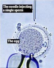 武汉协和做三代借卵做试管代生胚胎筛查过程中所需费用多少